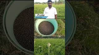 சம்பங்கி பூ வளர்ப்பு  Sampangi Flower Cultivation  MrVeeramuthu [upl. by Euqinim160]