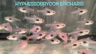 Hyphessobrycon epicharis [upl. by Asile903]