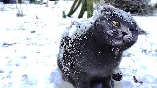 Cats in snow compilation [upl. by Rodman]