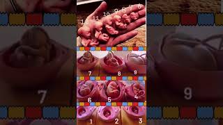 Fetal Development in the Womb 😍💯 [upl. by Aniham]