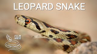 Leopard snake Zamenis situla a beautiful snake species from Europe Aesculapian snake [upl. by Ynove]