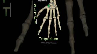 Carpal bones carpal carpalboneanatomy carpalbones anatomy [upl. by Abelard]