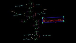 Gluconeogenesis EVERYTHING YOU NEED TO KNOW BIOCHEMISTRY MCAT [upl. by Aubine579]