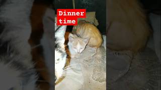 Revisit the kittens cat kittenslovers catlover cute [upl. by Gresham]