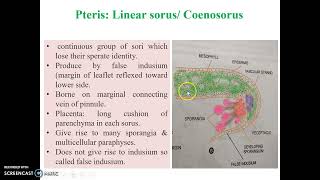 Pteris Sporangium amp its dehiscence [upl. by Aicarg]