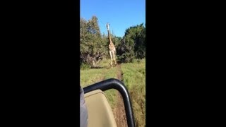 La giraffa arrabbiata che insegue i turisti [upl. by Portland]