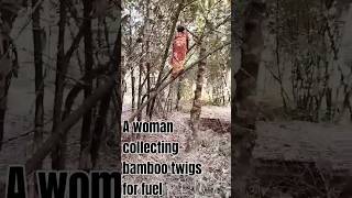 A woman collecting bamboo twigs for fuelAmazing World Views [upl. by Ramal]