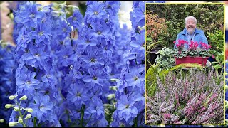 PIED D’ALOUETTE OU DELPHINIUM FLEUR SPECTACULAIRE POUR TOUS LES JARDINS Le Quotidien du Jardin N°423 [upl. by Ric]