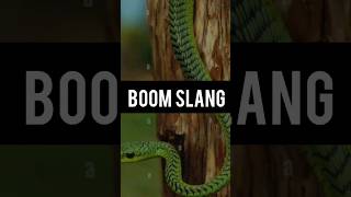 Boomslang snake  boomslang snake bite effects  Amazing facts venumous snake  shorts facts [upl. by Antonius]