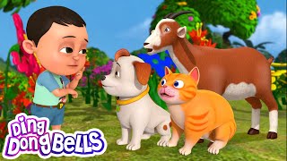 Meow Meow Chhoti Billi  म्याऊं म्याऊं छोटी बिल्ली  Kids Nursery Rhymes in Hindi  Ding Dong Bells [upl. by Gabrielli]