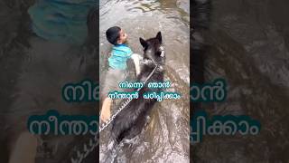 മോനെ നീന്തൽ പഠിപ്പിക്കാൻ വന്ന ആളെ കണ്ടോ  A day with Husky  husky dog shorts viralvideo [upl. by Stephania528]