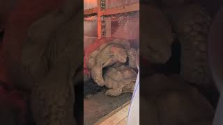 Sulcata Tortoises Mating sulcatatortoise sulcatanoises tortoises shorts [upl. by Llerdna867]