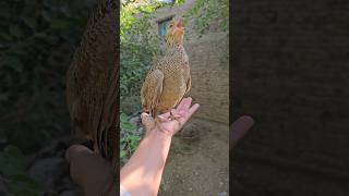 very Grey Partridge Female voice  shortsviral animals partridgesound [upl. by Fanchon]