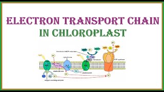 Electron Transport Chain in Chloroplast [upl. by Anialam712]