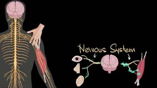 Nervous system central amp peripheral  Control amp Coordination  Biology  Khan Academy [upl. by Micky]