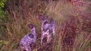 German Shorthaired Pointer on Woodcock point and flush [upl. by Kolodgie]