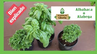 🌱 la ALBAHACA cuidados CONSEJO 💚 BIEN EXPLICADO [upl. by Ynnavoeg]