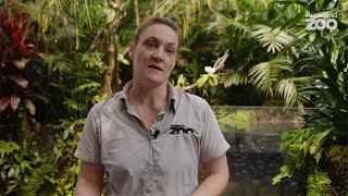 Sunda gharial crocodiles arrive at Auckland Zoo [upl. by Farrah]