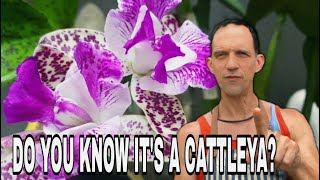 How to Identify Cattleya Orchids  A Comprehensive Guide [upl. by Leesen]