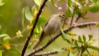 Yellowfaced Honeyeater Lichenostomus chrysops  DreistreifenHonigfresser [upl. by Mcdonald]