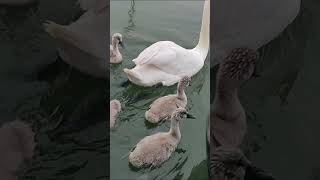 Serenaded by Swans A Morning Boat Ritual [upl. by Emmett]