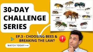 Day 3  Choosing different types of bees 30Day challenge series ep3 [upl. by Inatsed]