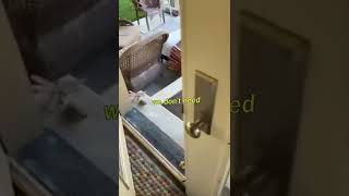 Deer TERRIFIES Dog on Porch [upl. by Victoria]