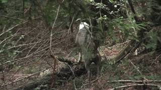 The Best Bigfoot Evidence ever 1 of the Top Ten UNSEENSEVEN [upl. by Alit]