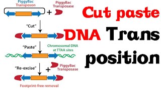 Cut and paste DNA transposition [upl. by Maleen]