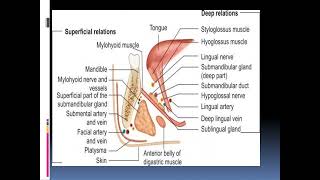 SUPRAHYOID MUSCLES [upl. by Nina414]