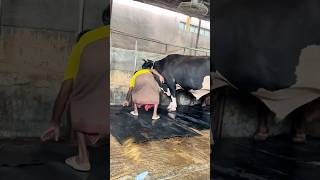 Workers Fix The Giant cow Mats After Cleaning The Farm Every Day  Cattle Farming 2024 [upl. by Parthena]