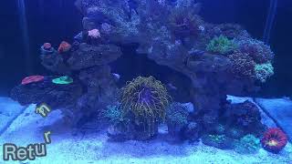 Day 6  Daily Vlog Feeding My Coral in My Aquarium [upl. by King]