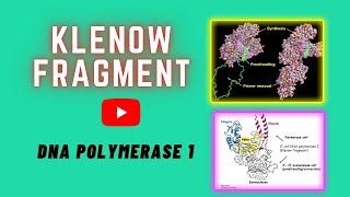 Klenow Fragment  DNA Polymerase I  Genesis Academy [upl. by Radack112]