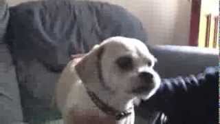 RSPCA Video  The Dog Rescuers Episode 7 [upl. by Eimme965]