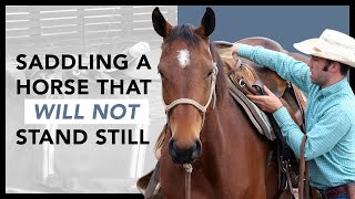 Saddling a horse that wont stand still [upl. by Hueston]