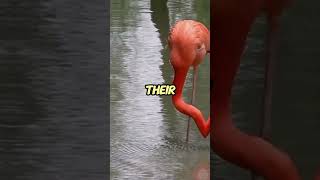 The Surprising Truth About Flamingos Nobody Tells You [upl. by Lenard]