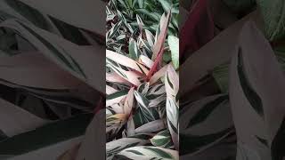 Calathea multi colour [upl. by Noloc]