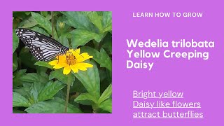 Wedelia trilobata Yellow creeping Daisy Pretty Golden Yellow Daisy like flowers attract butterflies [upl. by Hamian]