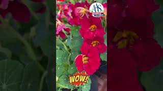 AAS Baby Rose nasturtium flowers gardening garden plantsnasturiumhomegardenseedsgrowfromseed [upl. by Nabois]