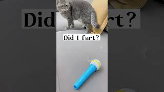 shortvideo funny petschannel yourpet cat funnypetschannel pets petchannel funnycats [upl. by Ehrlich]