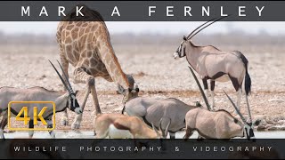 Waterholes of Namibia 4K  Mark A Fernley [upl. by Nets265]