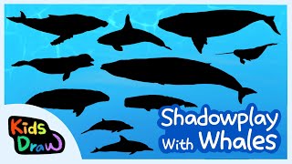 Shadowpaly with Whales  Whales Quiz  What kinds of whales live under the ocean  Kids Draw [upl. by Lertsek]