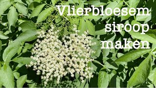 Vlierbloesemsiroop maken [upl. by Aynodal]