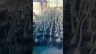 Adenium ke rootstock 450 plant adeniumkerootstock450plant☘️☘️ plants plantlover thulungnursery [upl. by Munsey]