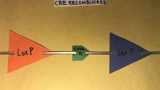 The CreLox Recombination System Excision [upl. by Annavaj655]