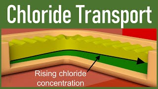 13 Chloride Transport in tubular processing [upl. by Rodge336]