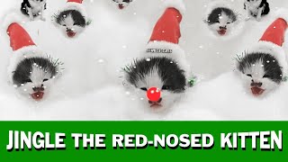 Jingle The Red Nosed Kitten HD SCREEN TEST 009B [upl. by Ranit]