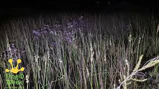 Spotted Marsh Frogs and Pobblebonk Frogs singing beautifully in Sandringham for FrogID Week [upl. by Sert]