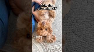 Cutest dog grooming DIYpuppy cute doglover [upl. by Grearson660]