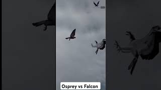 Osprey vs Falcon Short videoFalconLover5 [upl. by Nyleaj]